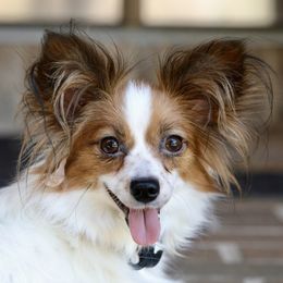 Bobbie - Papillon