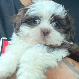 Shih Tzus from Benton Shihz