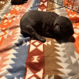 Boy 2 - Gray male Cane Corso puppy in New York from Ironside Cane Corso