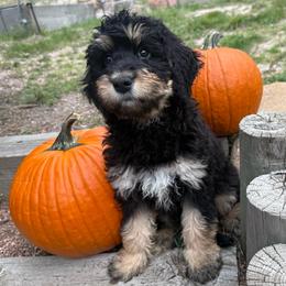 Sandy - Phantom female Bernedoodle puppy in Monument, Colorado from Colorado Dreamin Doodles