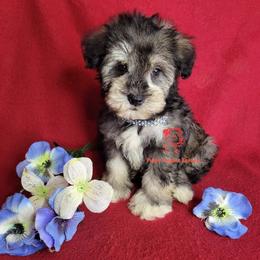 Boy 1 - male Miniature Schnauzer puppy in Fairhope, Alabama from Puppy Sugars Kennels