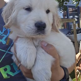 Golden Retriever Puppies from Sycamore Goldens