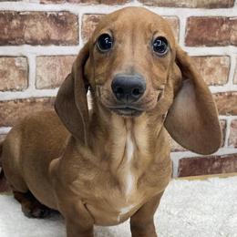 Spencer - Red male Dachshund puppy in Industry, Illinois from KDKs Kennels