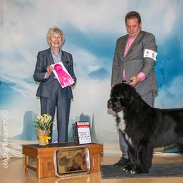 Newfoundland All Grown Up from Shorepath Newfoundlands