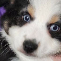 Miniature Australian Shepherds from Furner Farms