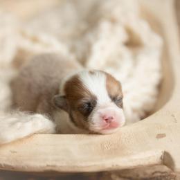 Red Collar Male- Cowboy - Red male Pembroke Welsh Corgi puppy in Waverly Hall, Georgia from 6g Ranch Corgis