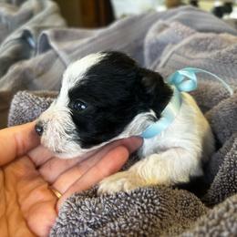 Frank - Parti male Miniature Schnauzer puppy in Dunlap, Tennessee from Beards of Glory