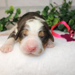 Pink - Merle female Bernedoodle puppy in Mississippi from Ewing Acres
