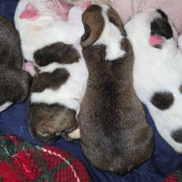 TBD - Red brindle male Bulldog puppy in Lexington, Kentucky from E. Clive Bulldogs