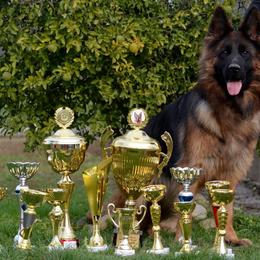 Buklija - German Shepherd
