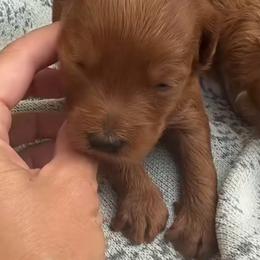 Ruby - Red  female Goldendoodle puppy in Clarksville, Tennessee from Tennessee Goldendoodles, since 2014