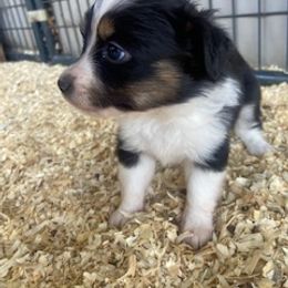 Toy Australian Shepherd Puppies from Lone Oak Aussies