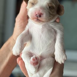 Cavapoo Puppies from Heritage Home Cavapoos