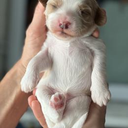 Cavapoo Puppies from Heritage Home Cavapoos
