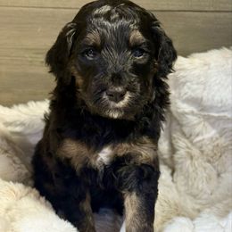 Turkey - Phantom male Goldendoodle puppy in Everett, Washington from Pawlydoodles