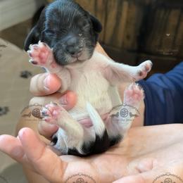 Mr. Blue-2400 - Piebald male Dachshund puppy in Ocala/Gainesville, Florida from From the Heart Doxies