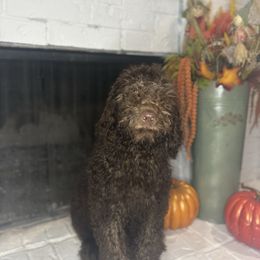 Athena - Chocolate female Goldendoodle puppy in Arlington, Texas from Chambers Doodle Patch