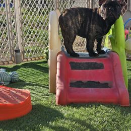 French Bulldog Puppies from Pelis French Bulldogs