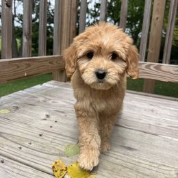Yellow: - Apricot female Goldendoodle puppy in Richmond, Kentucky from The Doting Doodle