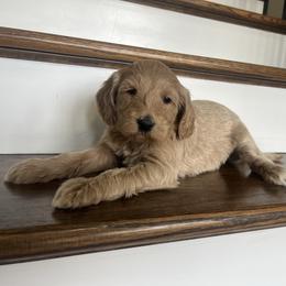 Blair - Apricot female Goldendoodle puppy in New Waverly, Texas from C.P. Puppy Buddies