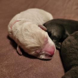 Coral - Yellow female Labrador Retriever puppy in Anderson, Texas from TLS Retrievers