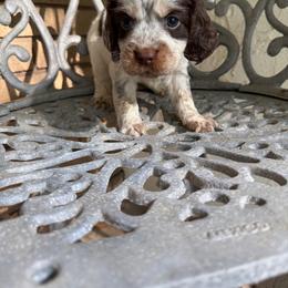 Walker - Liver white and tan male English Springer Spaniel puppy in Williston, Florida from Parks Paradise Springers