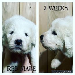 Boy 3 - Great Pyrenees puppy in Gibsonia, Pennsylvania from Little Deer Creek Farm AKC Great Pyrenees