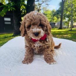 Mr. Gregory Bridgerton - Brown white and tan male Cockapoo puppy in Piedmont, Oklahoma from Perdue Puppies