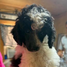 Messi - Parti male Poodle puppy in Florence County, South Carolina from Modern Family Standards