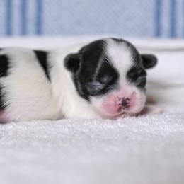 Willow - Black and white female Shih Tzu puppy in Montrose, Colorado from Nana's Happy Pups
