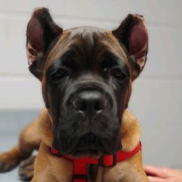 Cane Corso from Thunderbolt Cane Corso