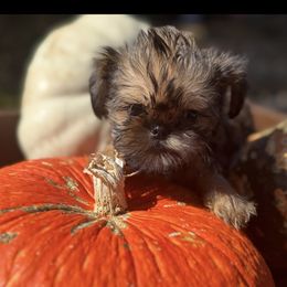 Rusty - Red male Brussels Griffon puppy in Brooks, Georgia from Brooks Berner Bears & Brussels Griffons