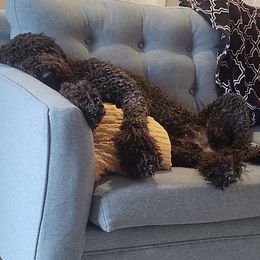Aussiedoodles from Fancy Cash Doodles