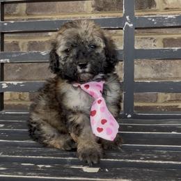 Twix 1000 Valentines Special - Grizzle male Sheepadoodle puppy in Cartersville, Georgia from Simply Blessed Doodles