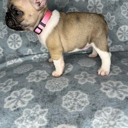 Girl 1 - French Bulldog puppy in The Dalles, Oregon from RC French Bulldogs