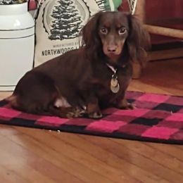 Weenie - Dachshund