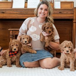 Goldendoodle puppies from Roseville GoldenDoodles