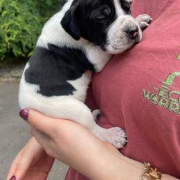 Blue - Black and white male Pointer puppy in Olympia, Washington from Birdsboro Pointers