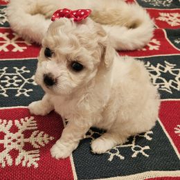 Holly - White female Bichon Frise puppy in Boerne, Texas from Bichons of Boerne