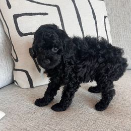 Milo - Black male Poodle puppy in Queen Creek, Arizona from Prestigious Toy Poodles