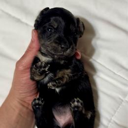 Rose AKC HEALTH GUARANTEE - Brindle female Dachshund puppy in El Dorado, Arkansas from LovelylilDoxies