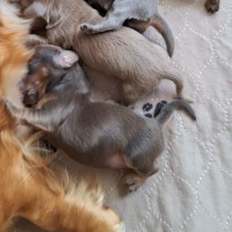 Two - Chocolate and tan male Dachshund puppy in Gordon, Georgia from Long Dogs Yellow Farm