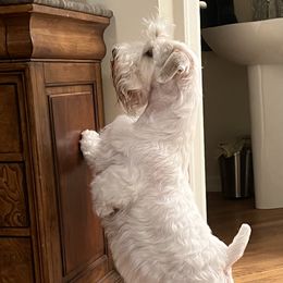 Molly - Sealyham Terrier