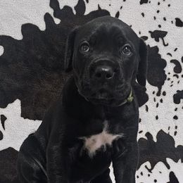 Green Collar - Black male Cane Corso puppy in Little Elm, Texas from Zenith Cane Corso