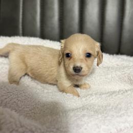 Female 3 - Cream female Dachshund puppy in Martinsville, Virginia from Rea's Doxies
