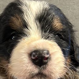Boy 1 - Bernese Mountain Dog puppy in Port Huron, Michigan from Thumb Coast Bernese