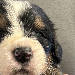 Boy 1 - Bernese Mountain Dog puppy in Port Huron, Michigan from Thumb Coast Bernese