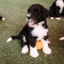 Bernedoodle and Bernese Mountain Dog Puppies from Berns & Doodles