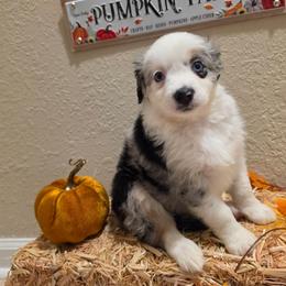 Covie - Blue merle female Miniature American Shepherd puppy in Bristol, Tennessee from Riverstone Aussies