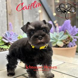 Caitlin AKC - Black and silver female Miniature Schnauzer puppy in Pelzer, South Carolina from Schnauzer Heaven Von Longbach